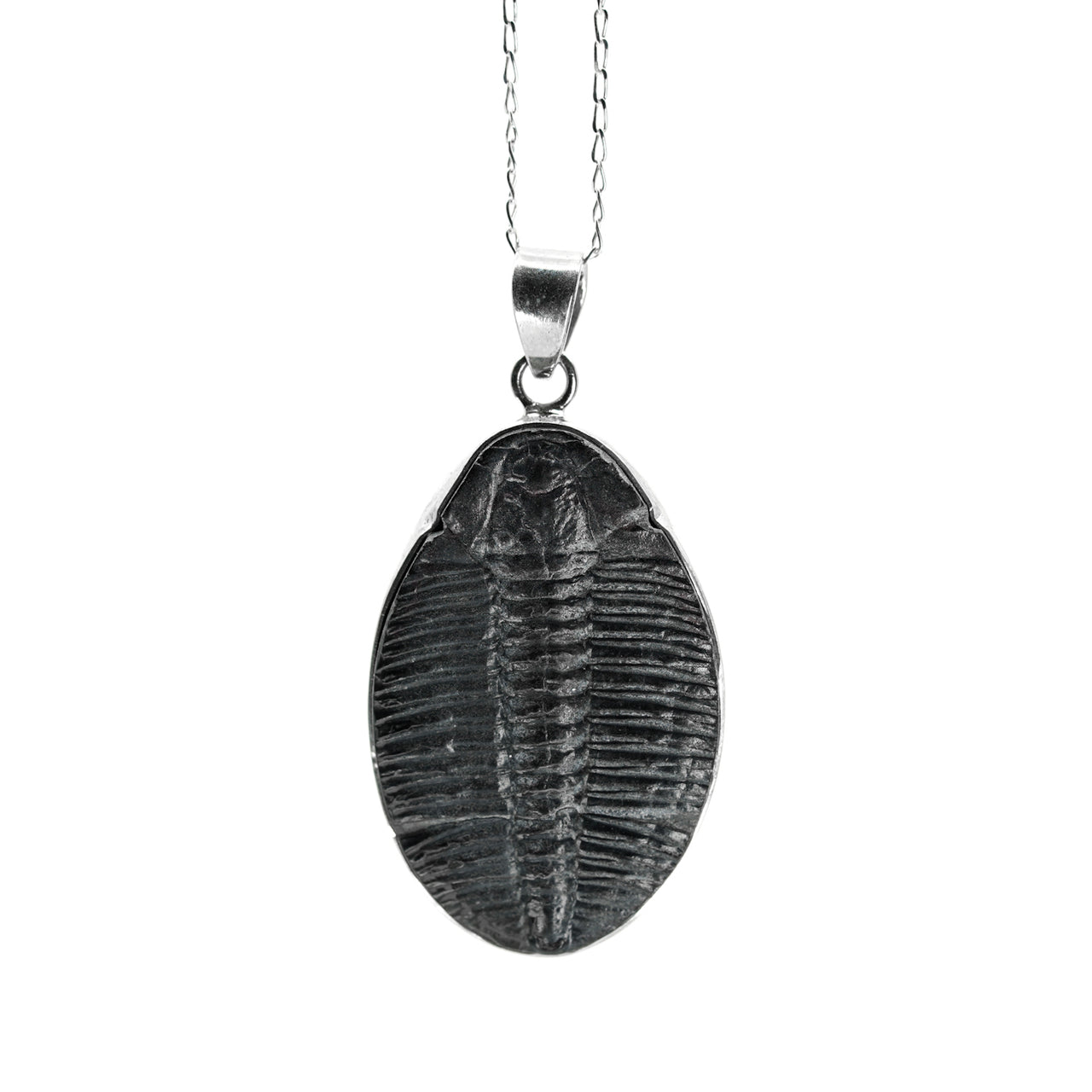 Large Genuine Trilobite as a pendant by Black Feather Design