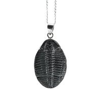 Thumbnail for Large Genuine Trilobite as a pendant by Black Feather Design