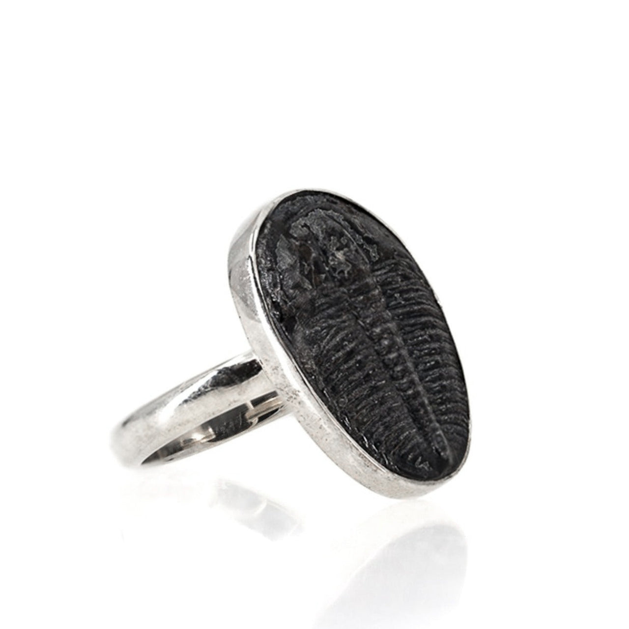 Real Trilobite Ring by Black Feather Design