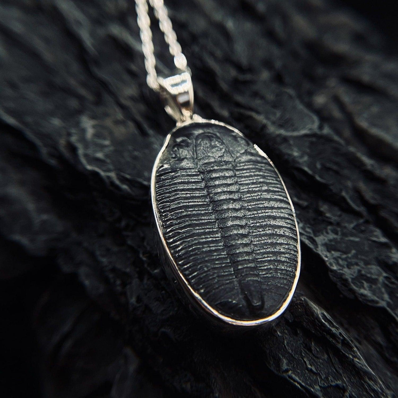 Large Genuine Trilobite as a pendant by Black Feather Design