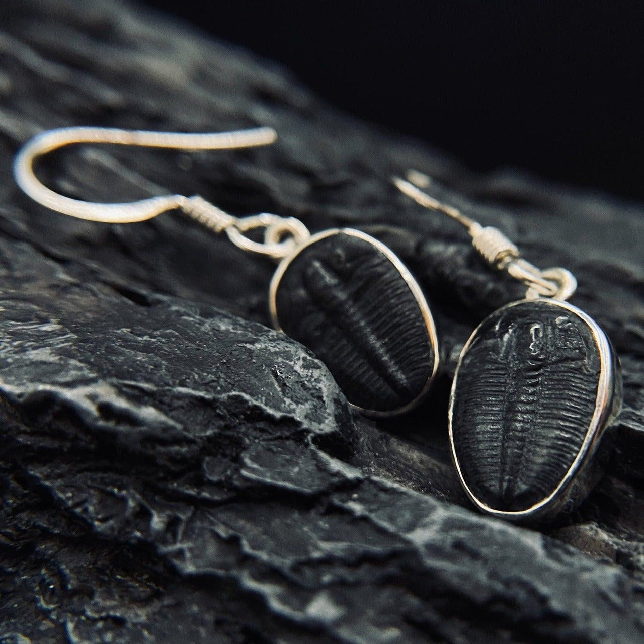  Trilobite Drop Earrings encased in 925 Sterling Silver - Black Feather Design