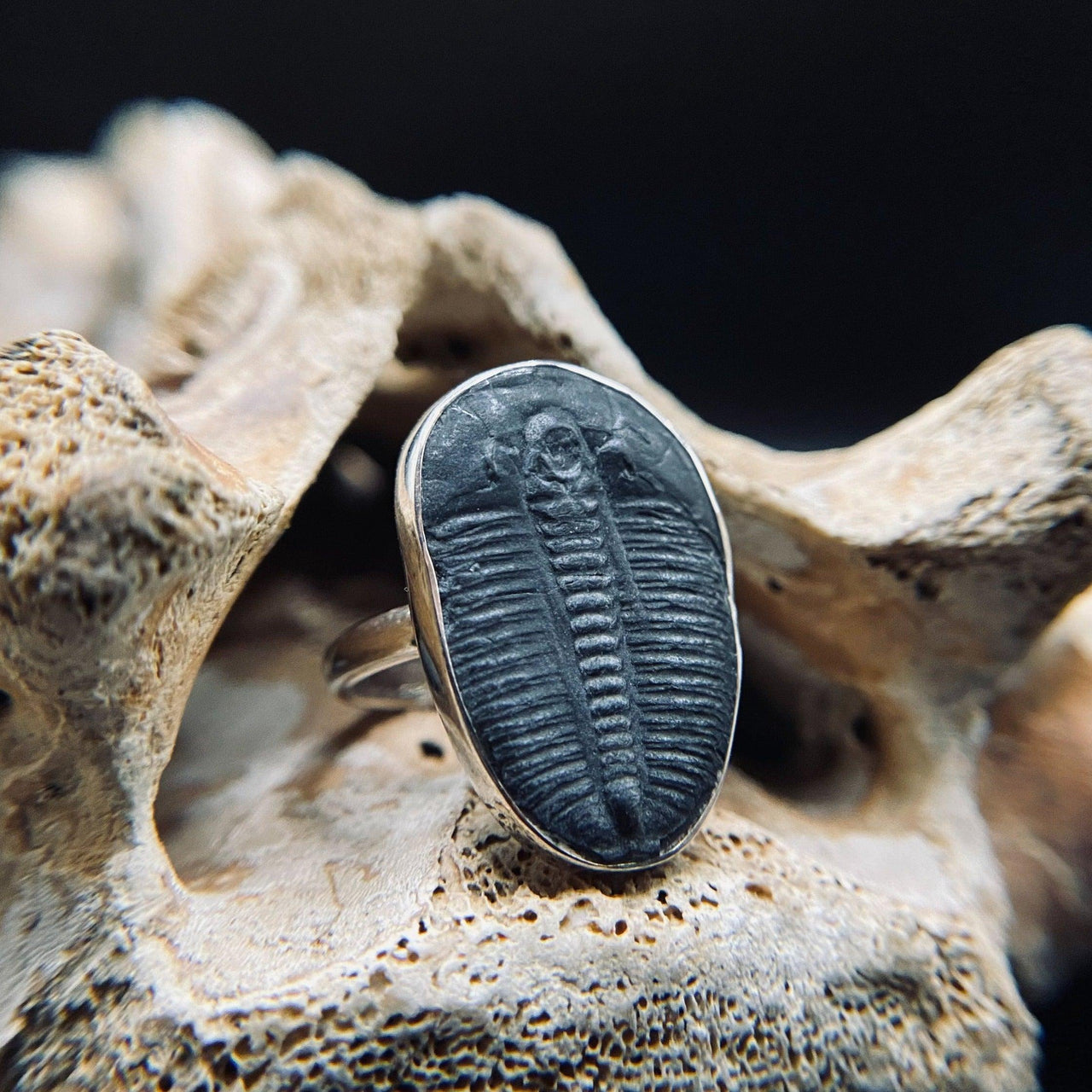 Real Trilobite Ring by Black Feather Design