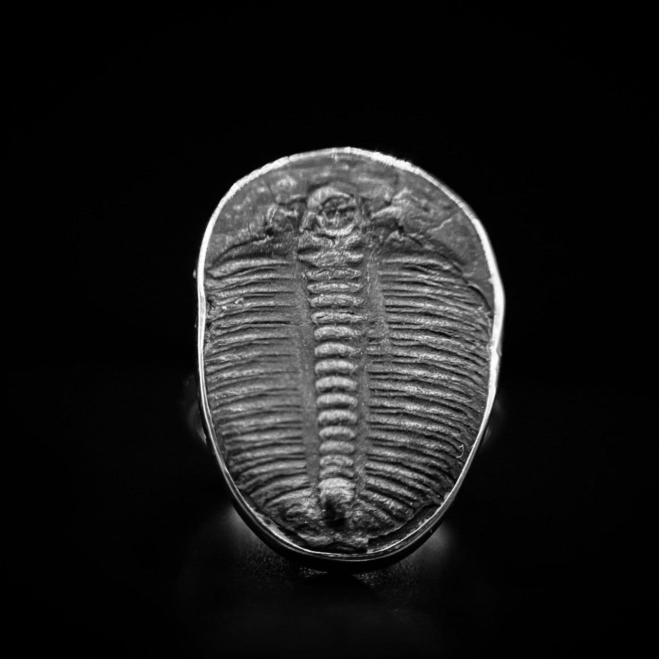 Real Trilobite Ring by Black Feather Design