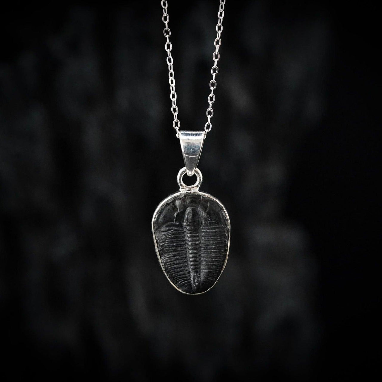 Small Genuine Trilobite as a pendant by Black Feather Design